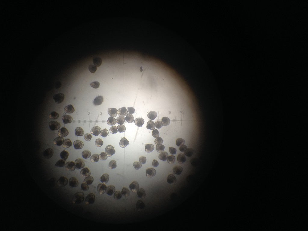 Growing Baby Oysters
