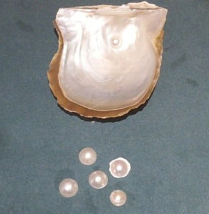 I Thought Oysters Produce Pearls!