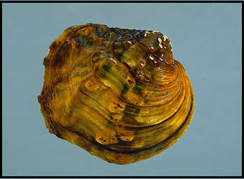 Mollusks Go Mobile