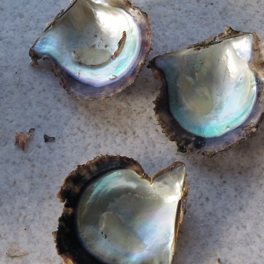 Hey Pearl Girls, Do You Eat Oysters?