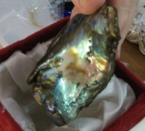 The Biggest Abalone Pearl