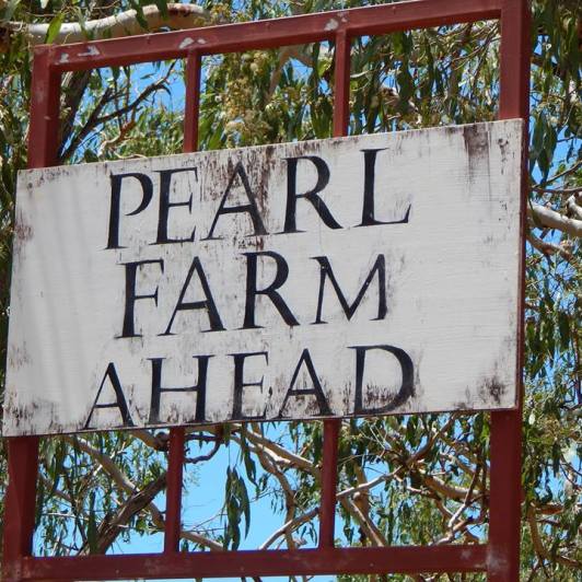Backyard Pearl Farm
