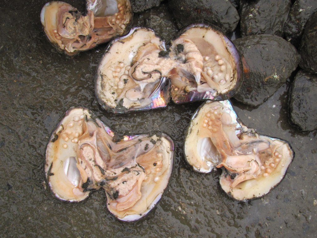 No Freshwater Black Pearls