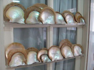 How Did You Get That Cultured Pearl Color?