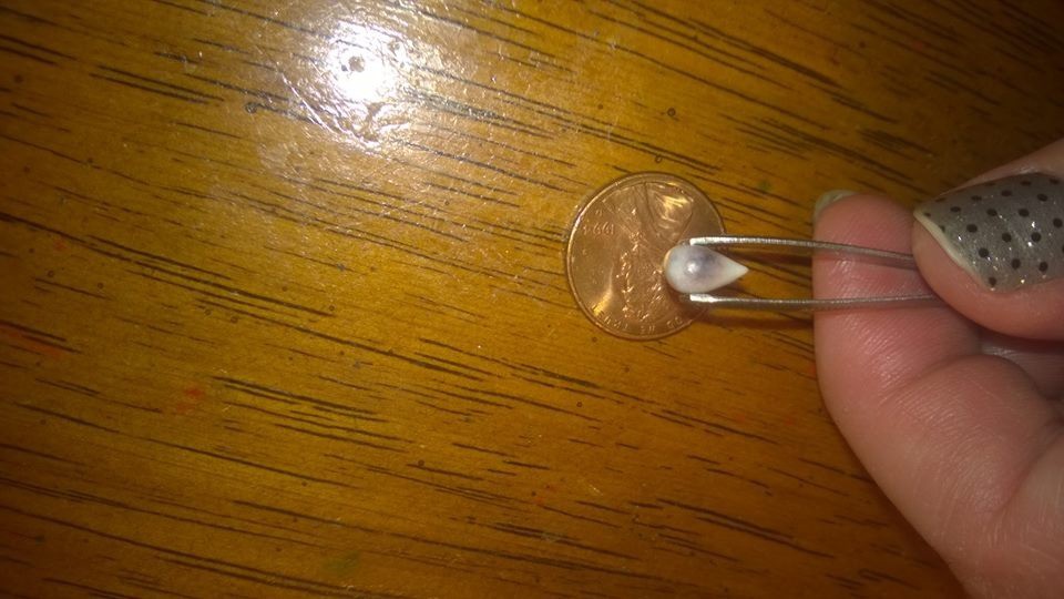 Red Lobster Has Got A Pearl For You!