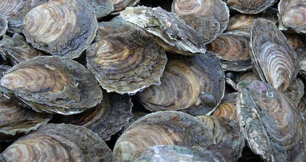 They Are Not Oysters