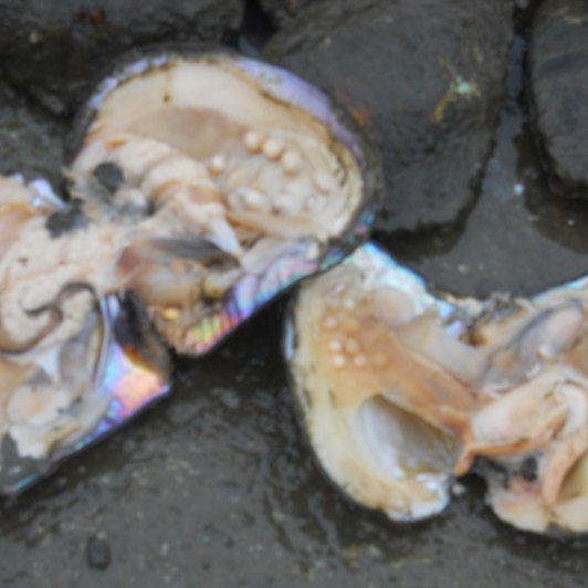 How old do mollusks need to be to create pearls? – The Pearl Girls