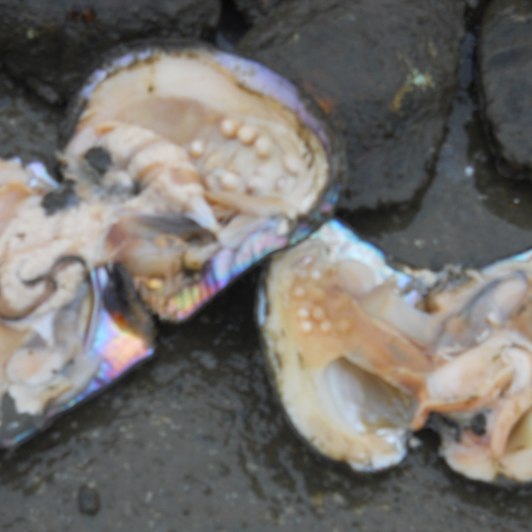 How old do mollusks need to be to create pearls?