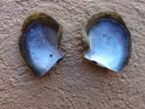 Mollusk in Shallow Water