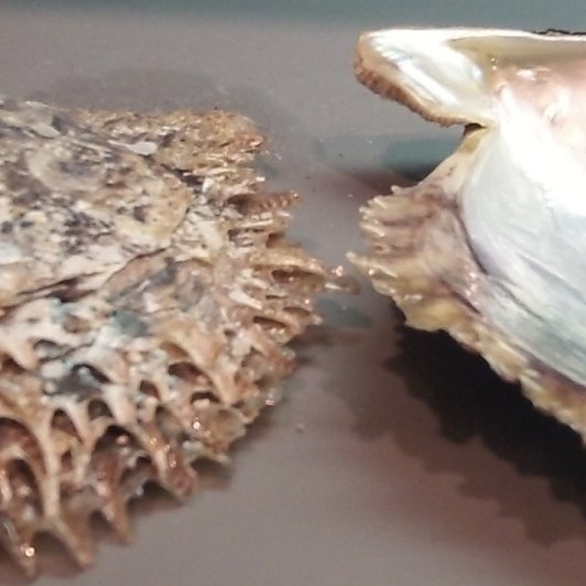 Why Don't All Bivalve Mollusks Produce Pearls?