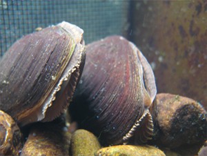 Freshwater Biological Association leads the way for pearl mussel conservation