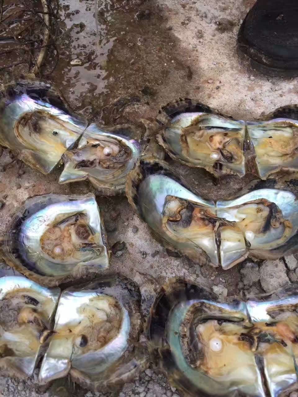 Open An Oyster - Pearls